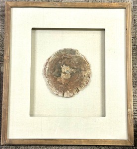 lot 208 image: Petrified Wood Slice - Circular Fossil Display in Shadow Box Frame