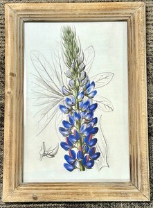 lot 217 image: Blue Lupine Botanical Print in Rustic Wood Frame