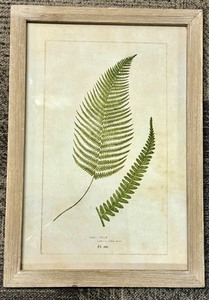lot 218 image: Male Fern Botanical Print - Framed Antique Illustration Pl. 289