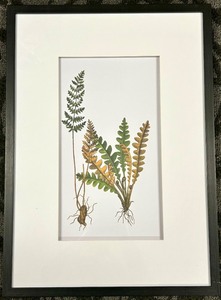 lot 241 image: Framed Fern Botanical Illustration - Two Ferns