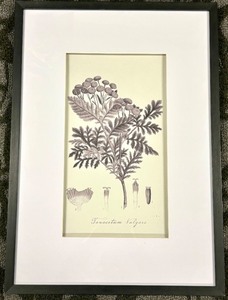 lot 243 image: Tanacetum vulgare Framed Botanical Print - Vintage Plant Illustration for Wall