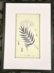 lot 244 image: Valeriana officinalis Botanical Print - Framed Wall Art