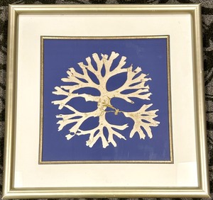 lot 258 image: Sea Coral Framed Wall Art on Royal Blue Background &amp Coastal Decor