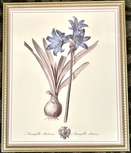 lot 274 image: Amaryllis Belladonna - Framed Botanical Print