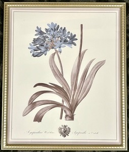 lot 275 image: Antique Botanical Print Framed Wall Art - Blue Flower Cluster with Long Leaves