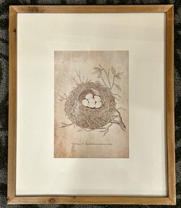lot 292 image: Nest & Eggs of the Skylark - Framed Vintage Natural History Print