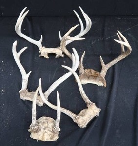 lot 97 image: DEER ANTLERS