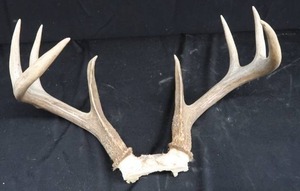lot 98 image: WHITE TAIL DEER ANTLERS