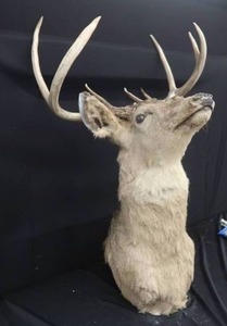 lot 100 image: WHITE TAIL DEER SHOULDER MOUNT