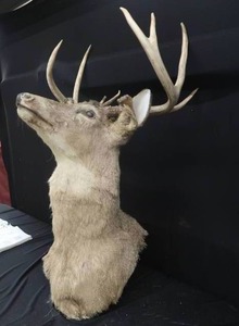 lot 100 image: WHITE TAIL DEER SHOULDER MOUNT