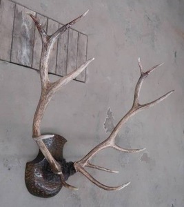 lot 101 image: ELK ANTLER MOUNT