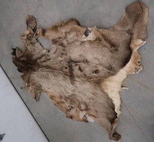 lot 102 image: ELK HIDE