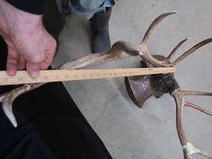 lot 101 image: ELK ANTLER MOUNT