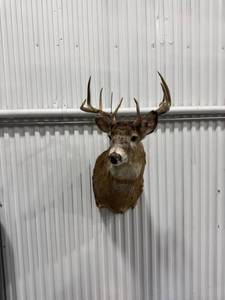 lot 1561 image: Taxidermy Deer Head Mount
