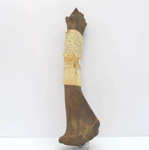lot 85 image: Genuine Prehistoric Bison Bone wProvenance