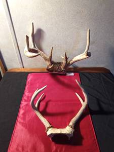 lot 25 image: 2 sets of deer Antlers