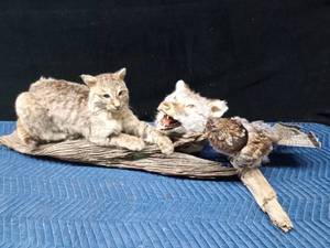 lot 67 image: Bob Cat, coyote head, and a grouse mount
