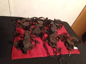 lot 134 image: 8 Victor double spring animal traps