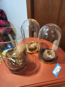 lot 281 image: Collection of Bird Nests with Glass Domes and Display Vase