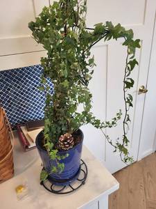lot 309 image: Potted Ivy Plant in Blue Ceramic Planter with Pinecone Accent