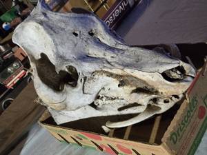 lot 137 image: Boar Skull from 900 Pound Boar