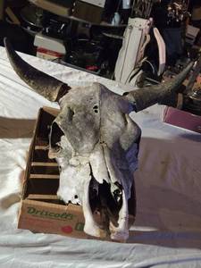 lot 138 image: Cow Skull with Horns