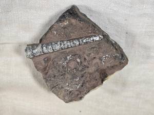 lot 500 image: Fossilized Orthoceras () Specimen in Rock Matrix