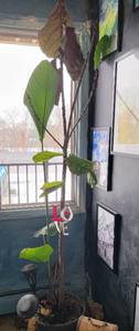 lot 62 image: Fiddle Leaf Fig Plant Looking for Love