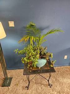 lot 31 image: Mixed Indoor Planter  Areca Palm