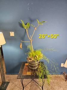 lot 32 image: Mixed Indoor Planter  Rubber Plant