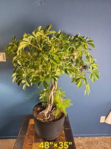 lot 33 image: Mixed Indoor Planter  Schefflera