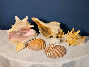 lot 66 image: Assorted Natural Seashell Collection  Conch, Scallop & Decorative Shells