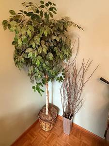 lot 65 image: Artificial Ficus Tree and Twig Arrangement Set for Home Decor