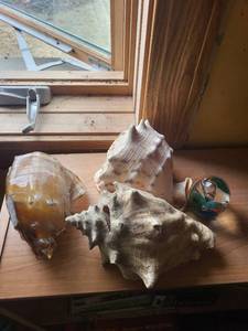 lot 74 image: Murano Glass Egg Paperweight with Colorful Interior (Lot of 3 Seashells)