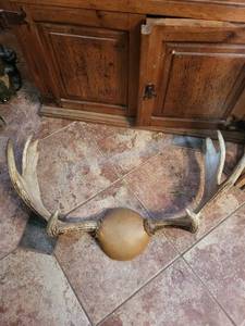 lot 185 image: Deer Antlers with Skull Cap Trophy Mount - Large Rack