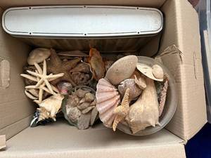 lot 66 image: Assorted Seashells & Starfish Decor Collection - Coastal Display Shells