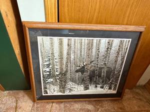 lot 219 image: Moose in Birch Forest Framed Wildlife Art Print