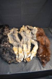 lot 358 image: Fur Pelts - Assorted Hides in Black, Gray, Tan & Brown for Crafting
