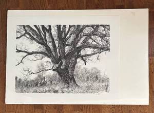 lot 449R image: FC - Paul Calle The Landmark Tree Limited Edition Unframed Print