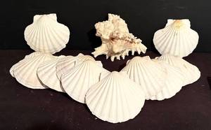 lot 427H image: LL - Seashells - 13 White Scallop Shells