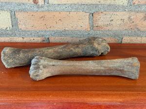 lot 146 image: Two Weathered Animal Long Bones - Approximately 9-11 in Each