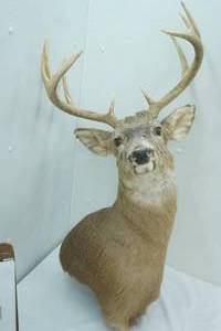 lot 97 image: Buck Mount 10pt. 15 Spread