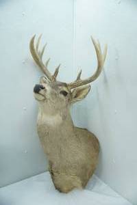 lot 98 image: Buck Mount 11pt. 14.75 Spread