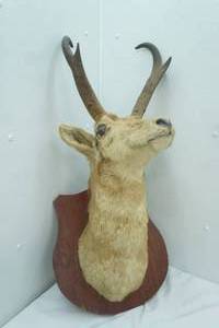 lot 99 image: Antelope Mount. 11 long Antlers