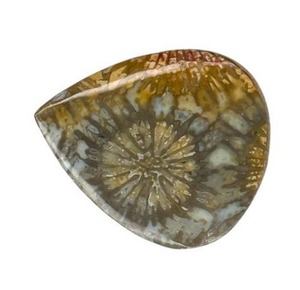lot 1004 image: 13.98 Carat Natural Fossil Coral