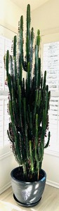 African Milk Tree Euphorbia Trigona Live Plant in Gray Pot