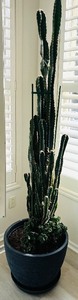 lot 14 image: Tall Columnar Cactus in Black Pot with Succulent Rosettes
