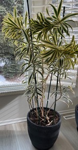 lot 15 image: Dracaena deremensis Warneckii Variegated Indoor Plant