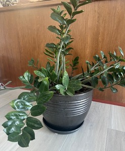 lot 69 image: ZZ Plant Zamioculcas zamiifolia - Indoor Houseplant