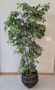 lot 26 image: ML - Faux Ficus Benjamina Tree - 6 ft tall, Potted in Woven Basket